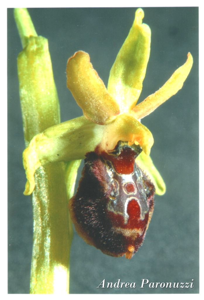 Ophrys sphegodes